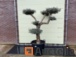 k50 olijfboom pon pon hoogte 250 cm stamomvang 40-60 cm